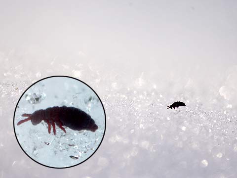 雪の上のトビムシ