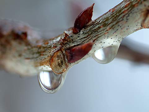 今年初めての雨