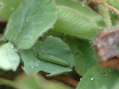 幼虫越冬するモンキチョウ