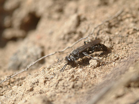 カリウドバチの一種