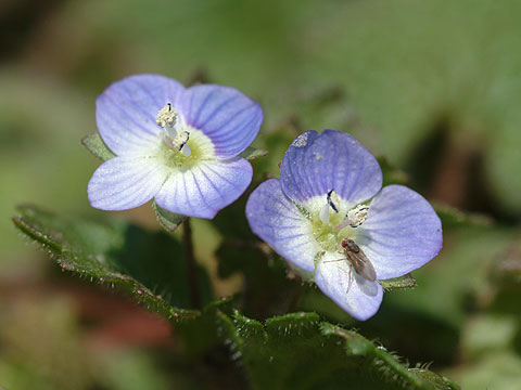 オオイヌノフグリ