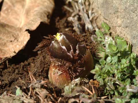 フクジュソウのつぼみ
