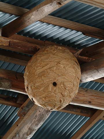 スズメバチの巣