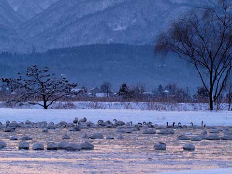 漂湖のハクチョウ