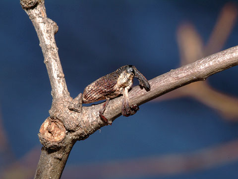 ホオジロアシナガゾウムシ