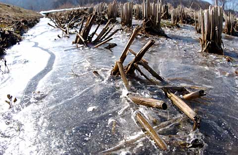 氷の張った田んぼ
