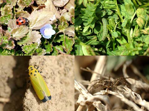 はい出してきた虫たち