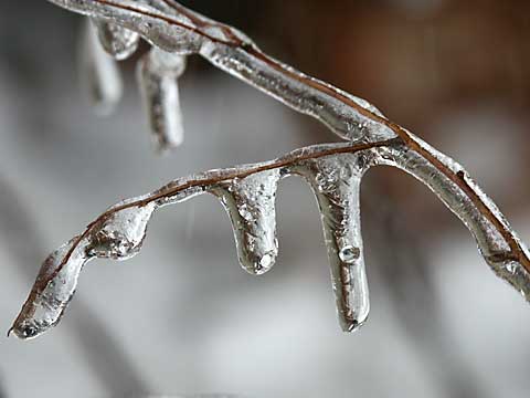 ユキヤナギについた氷