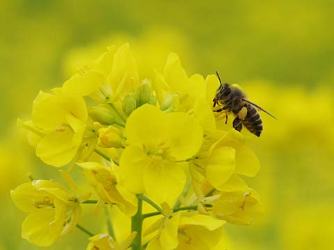 菜の花とミツバチ