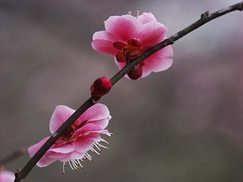 春を探しに房総へ