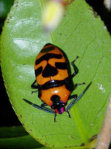 オオキンカメムシ