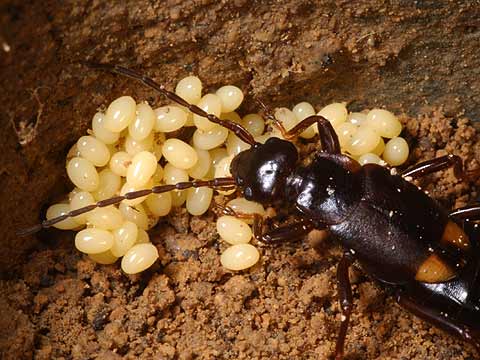 コブハサミムシの卵