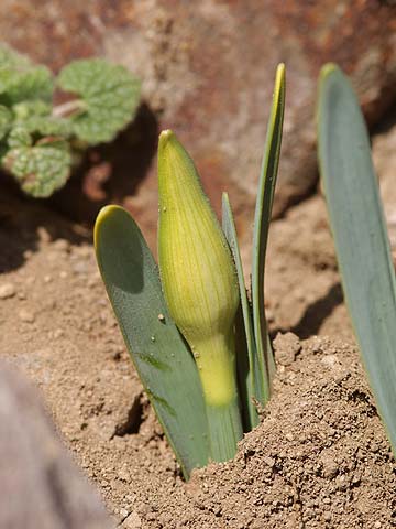 スイセンのつぼみ