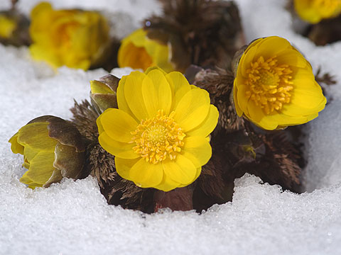 雪の中からフクジュソウ