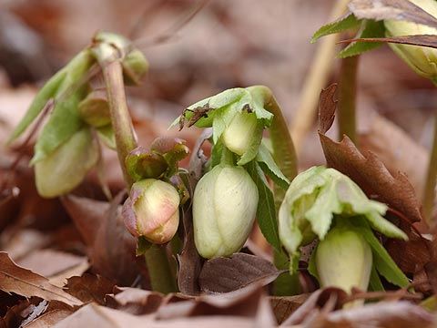 クリスマスローズのつぼみ