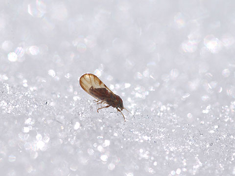 雪の上のキジラミ