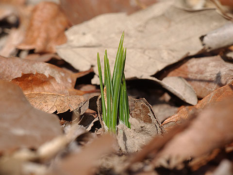 クロッカスの芽
