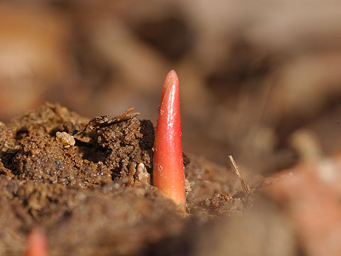 チューリップの芽