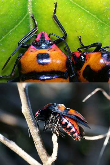 モズのはやにえになったオオキンカメムシ