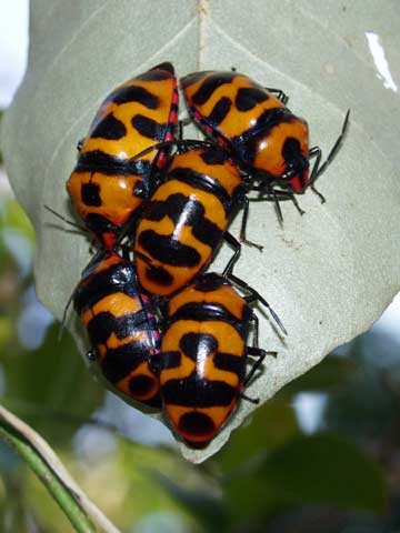 再びオオキンカメムシの越冬
