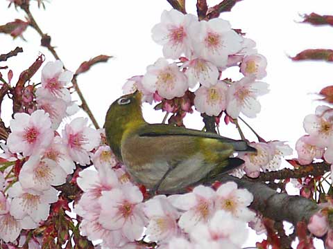九段のカンザクラとメジロ