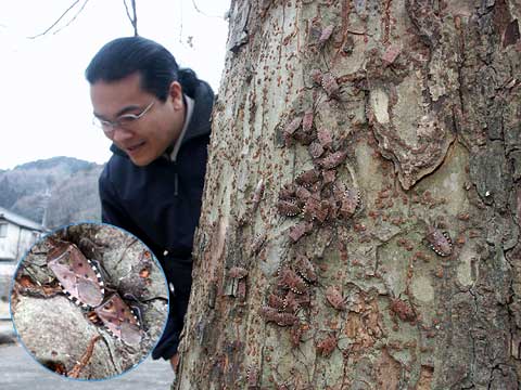 藁の下に集まったヨツモンカメムシ