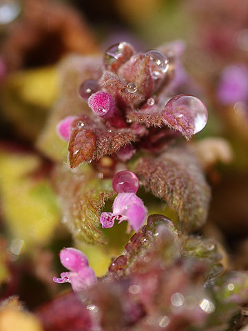 ヒメオドリコソウ