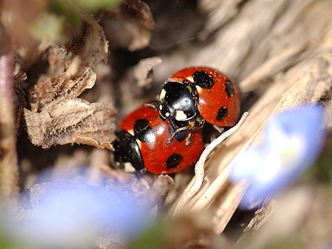 ナナホシテントウ