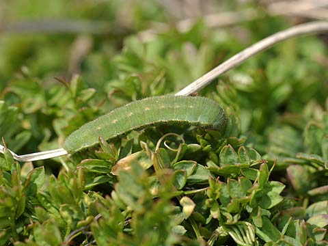 モンキチョウの幼虫