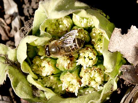 フキとニホンミツバチ