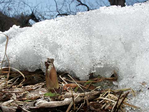 望月のフクジュソウ