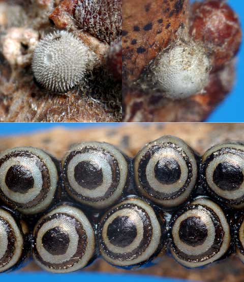 コナラの木で見つけた卵