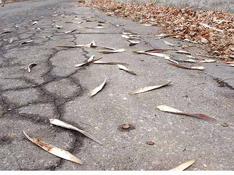 はじけたフジの豆