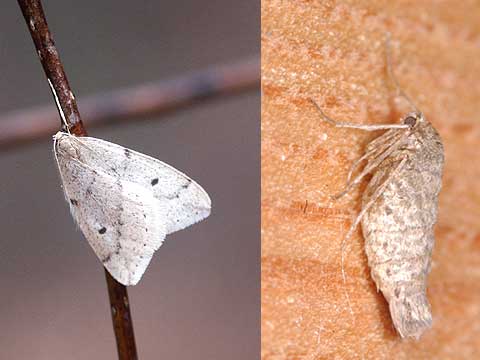 クロテンフユシャク