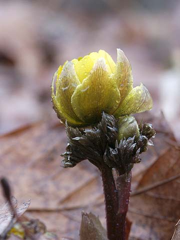 庭のフクジュソウ