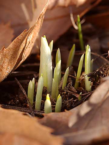 庭のクロッカス