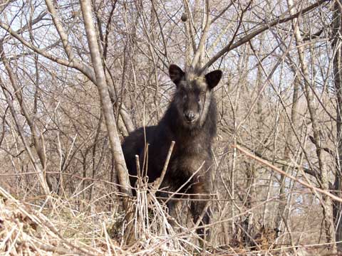 庭にやってきたカモシカ