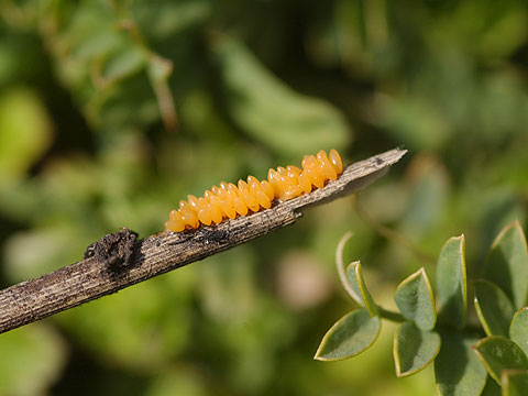 ナナホシテントウの卵