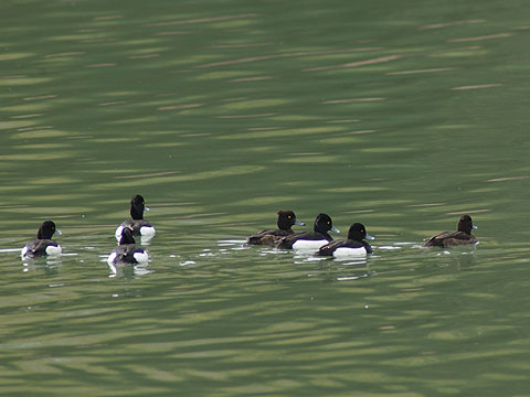 キンクロハジロ