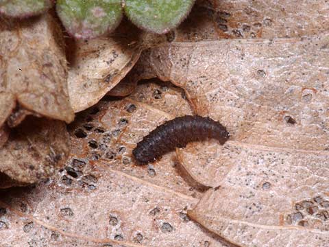 ウスバシロチョウの幼虫