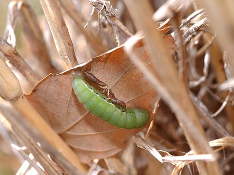 モンキチョウの前蛹