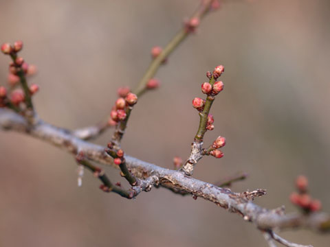 現在のウメの様子