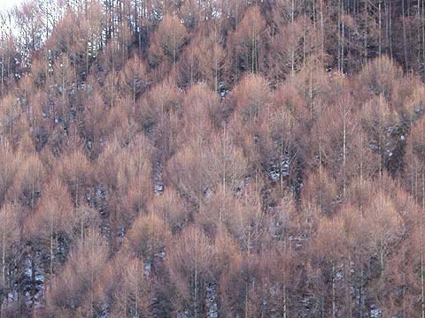 カラマツ林に変化