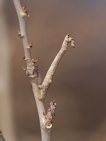 クワエダシャクの幼虫