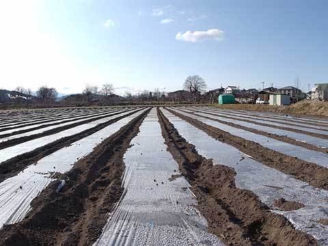 レタス栽培のはじまり