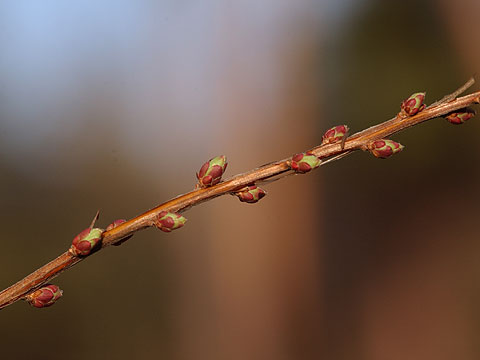 ユキヤナギの新芽