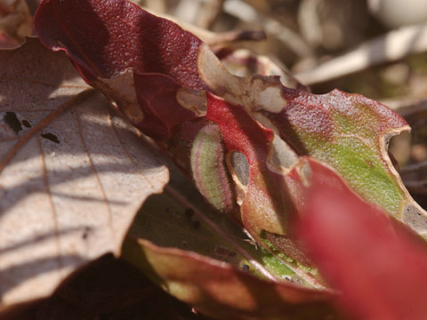 ベニシジミの幼虫