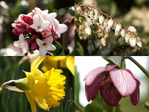 ビッグサイトの庭の花