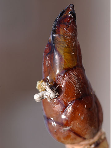 トチノキの冬芽についた虫