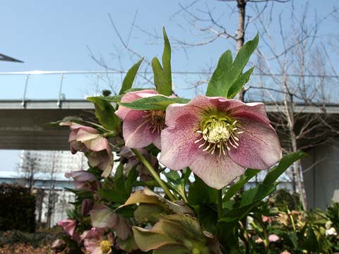 クリスマスローズ